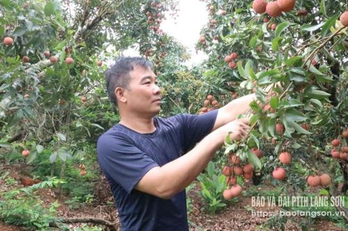 Hữu Lũng: Mùa vải 'đắng'
