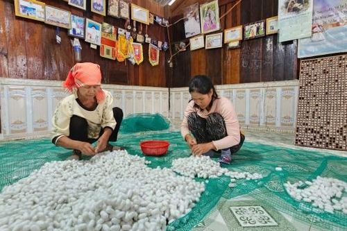 Nuôi tằm, hướng đi thoát nghèo bền vững
