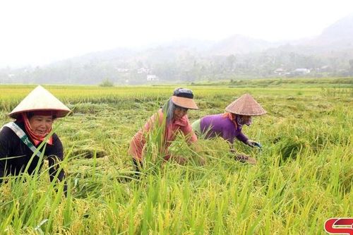 Mùa gặt ở Sốp Cộp