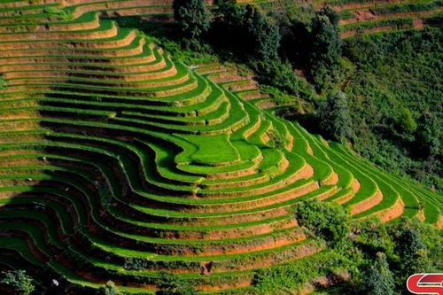 Sắc màu ruộng bậc thang vùng cao Bắc Yên
