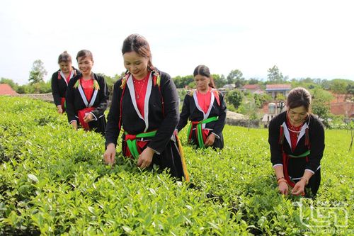 Bàn Đạt nâng cao hiệu quả sản xuất chè