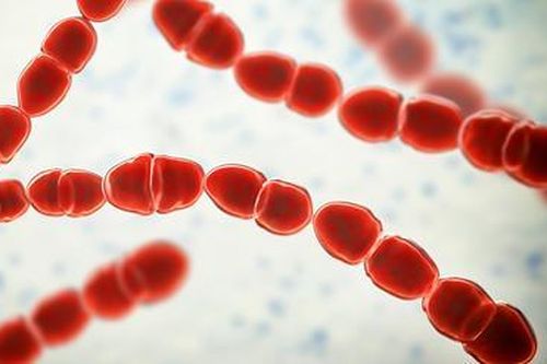 Ghi nhận ca bệnh liên cầu lợn đầu tiên trong năm