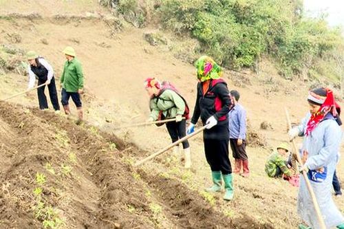 Gừng nở hoa nơi núi đá và những cây trồng đuổi nghèo ở Bắc Mê