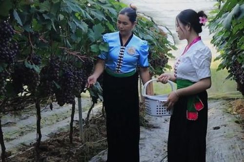 Phát triển nông nghiệp hàng hóa gắn với tiêu thụ - hướng đi bền vững giảm nghèo ở Hua Nà
