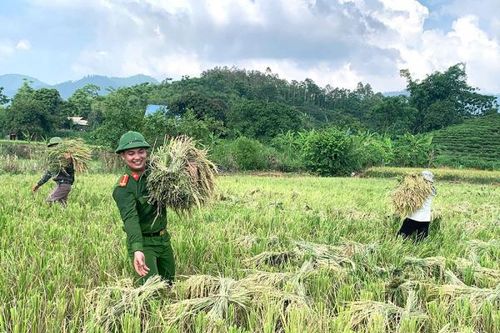 Công an xã giúp người dân thu hoạch lúa tránh thiên tai