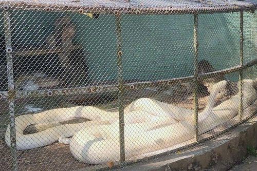 Vẻ đẹp của con trăn bạch tạng 'khủng' dài 5m, nặng 90kg tại Sóc Trăng