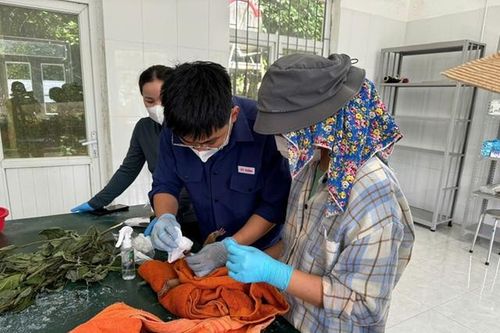 Cứu hộ động vật hoang dã quý hiếm mang thương tật nặng