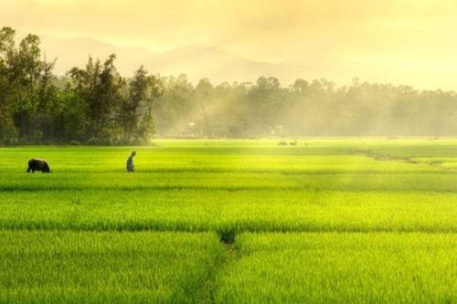 Tôi yêu tiếng nước tôi