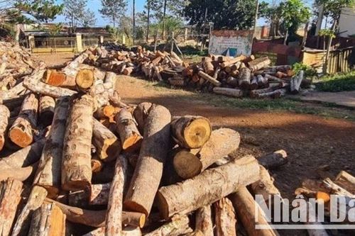 Đắk Nông: Trưng cầu giám định vụ khai thác rừng trái phép tại Tuy Đức