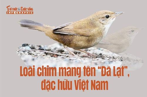 [INFOGRAPHIC] Loài chim mang tên 'Đà Lạt', đặc hữu Việt Nam