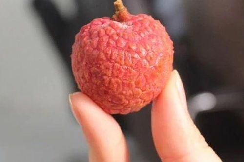 Mẹo chọn vải thiều tươi, ngọt lịm, ăn một lần là mê