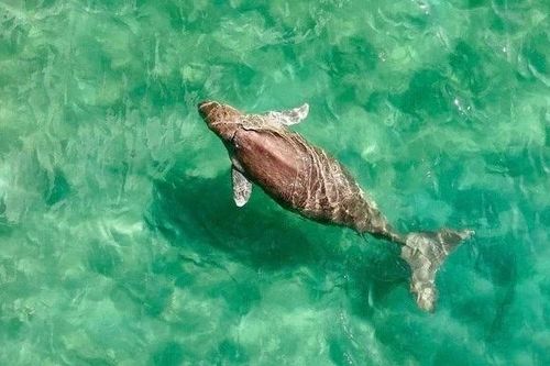 Bò biển Dugong quý hiếm bất ngờ xuất hiện tại biển Côn Đảo