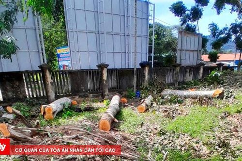 Bình Định: Cưa cây xà cừ trong trụ sở UBND xã để bán trước ngày sáp nhập