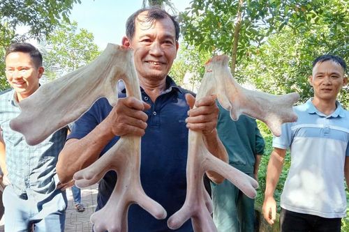 Cặp nhung hươu 'đa chồi, nảy lộc' giá hơn 45 triệu gây xôn xao