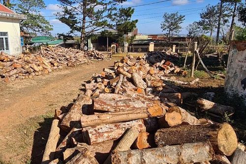 Trưng cầu giám định vụ khai thác rừng trái phép quy mô lớn