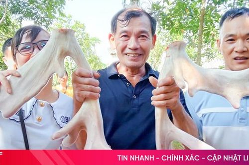 Cặp nhung hươu 'đa chồi, rộ lộc' trị giá hơn 45 triệu đồng
