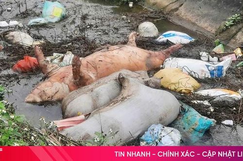 Vứt lợn chết ra môi trường: Vô ý thức hay tội ác?