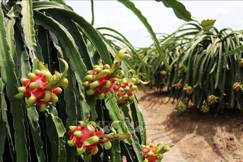 Giá thanh long chính vụ cao gấp 3 lần