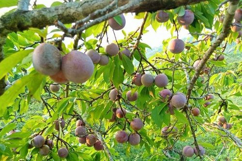 Chuyển đổi cây trồng, mở hướng làm kinh tế cho đồng bào Mông ở Mường Lát
