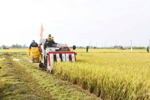Liên kết tiêu thụ nông sản xứ cù lao