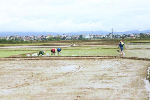 Phân bón tăng cao, nông dân gặp khó
