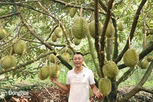 Nông nghiệp Đồng Nai trong hành trình chuyển đổi số (Bài 1)