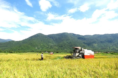 Nông dân Vạn Ninh hoàn thành xuống giống lúa hè thu