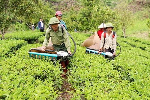 Hiệu quả từ chuyển đổi cơ cấu cây trồng, vật nuôi ở Tam Đường