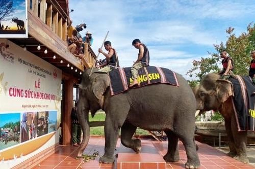 Giữ chân voi giữa đại ngàn