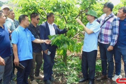 Đoàn cán bộ 9 tỉnh Bắc Lào tham quan một số mô hình nông nghiệp tại Mai Sơn