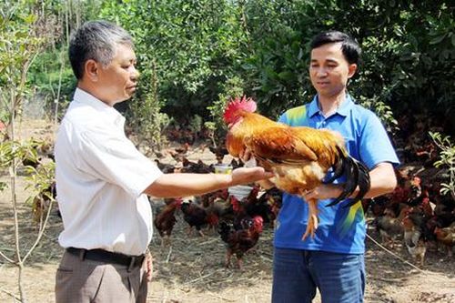 Từ gà đồi đến cây có múi, nông dân Yên Thế đổi đời nhờ bắt tay sản xuất