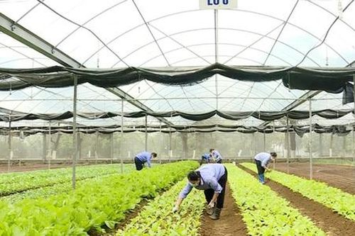 Chuyển đổi sản xuất nông nghiệp giúp nâng cao thu nhập cho người dân nông thôn xứ Thanh