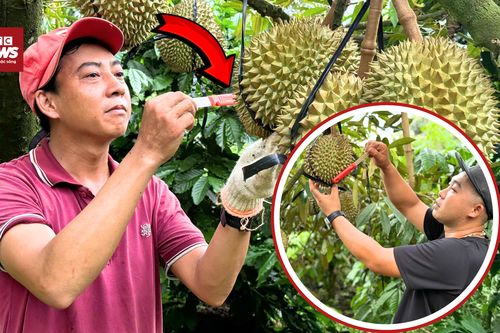 Độc lạ nghề gõ sầu riêng kiếm 100 triệu mỗi tháng