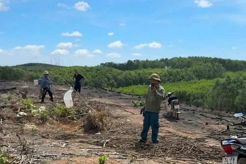 Xác minh vụ bảo vệ rừng bị đánh ở Quảng Trị