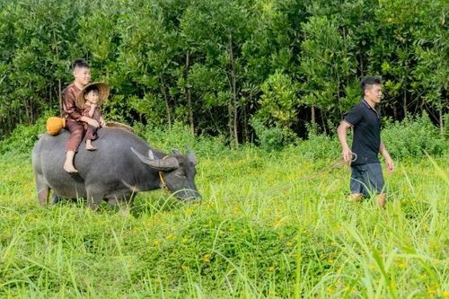 Cưỡi trâu tìm về tuổi thơ