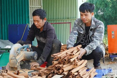 Nâng cao vị thế quế Trà My