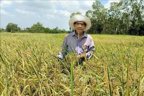 Bỏ ghế Phó Giám đốc Sở, về ruộng tạo gạo ngon nhất hành tinh