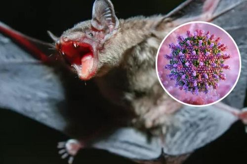 Trung Quốc: Phát hiện hàng loạt virus mới ở dơi Vân Nam, cảnh báo khẩn cấp về nguy cơ lây sang người và vật nuôi