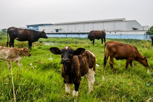 Khu công nghiệp trên 'đất vàng' ở Nam Định lác đác nhà xưởng, thành nơi chăn bò