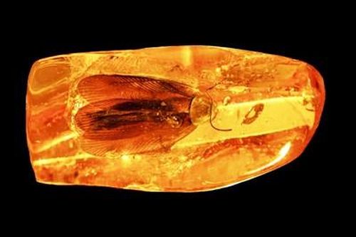 Phát hiện con gián 40 triệu năm tuổi được bảo tồn nguyên vẹn trong miếng hổ phách