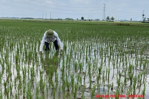 Xử lý rơm rạ bằng công nghệ vi sinh làm tăng độ phì nhiêu cho đất