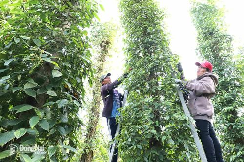 Xây dựng nông thôn giàu đẹp nhờ tập trung phát triển sản xuất