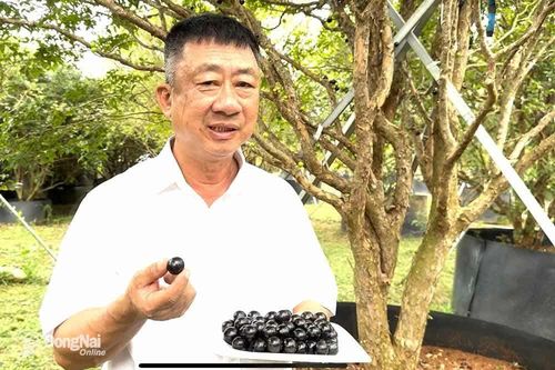 Trồng nho thân gỗ ở đô thị sân bay