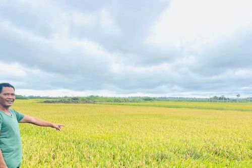 Chư Păh: Giúp đồng bào dân tộc thiểu số trồng lúa chất lượng cao