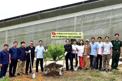 Phó Chủ tịch UBND tỉnh và Đoàn công tác Nhật Bản thăm khu trồng sâm Lai Châu hợp tác Việt Nam và Nhật Bản tại huyện Mường Tè