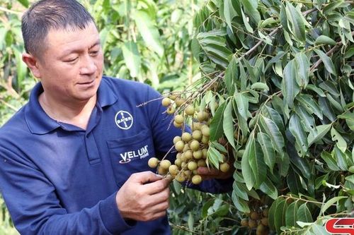 Giám đốc HTX năng động