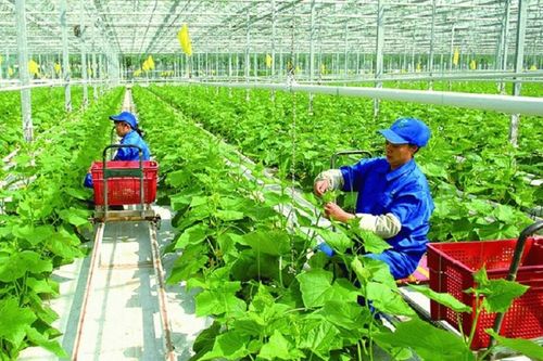 Triển khai đề án trồng trọt phát thải thấp giai đoạn mới