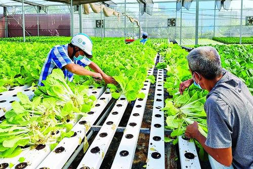 Cơ chế 'mở đường' để nông dân làm chủ nông nghiệp hiện đại