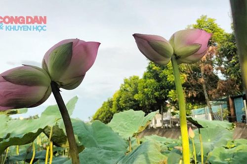 Hoa sen Tịnh Đế bách diệp hồ Tây hiếm thấy ở đầm sen Kim Liên