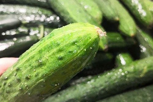 Dưa chuột rẻ đến mấy mà có 5 dấu hiệu này cũng đừng dại mua